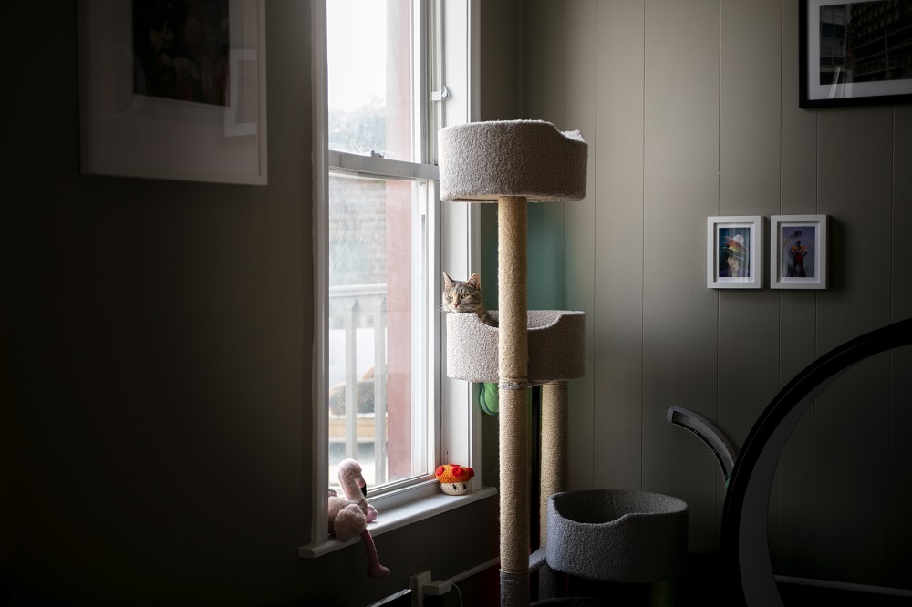 Ką turėtumėte žinoti, renkantis katės draskyklę?